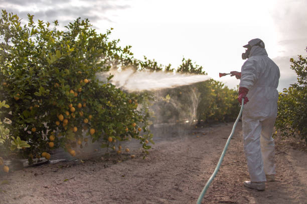 Best Flea Control Services  in Scotts Valley, CA