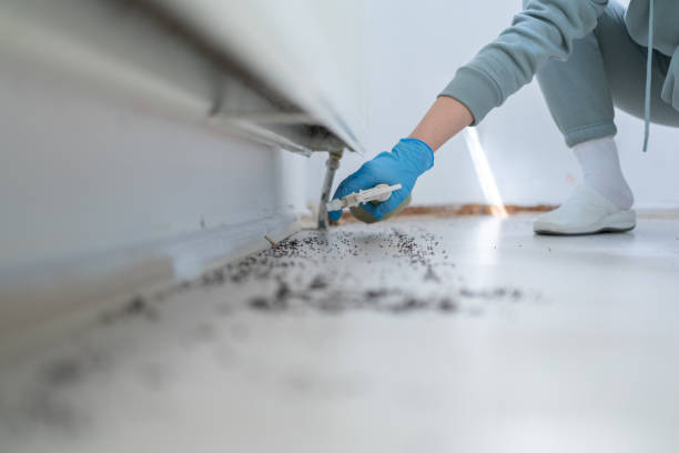 Best Termite Control Services  in Scotts Valley, CA